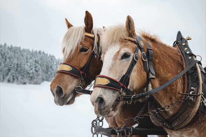paardensleetocht